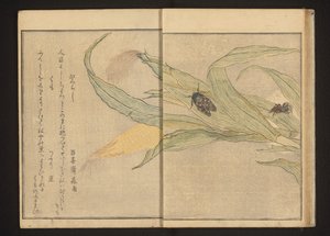 Cikada och spindel på majs av Kitagawa Utamaro