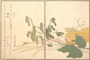 Konhövdad gräshoppa eller gräshoppa, batta, Bönsyrsa Toro eller Kamakiri..., 1788. av Kitagawa Utamaro