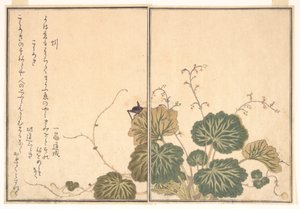 Daggmask (Mimizu); syrsa (Kōrogi), ur Bilderboken med krypande varelser (Ehon mushi erami) av Kitagawa Utamaro