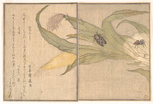 Kvällscikada, Higurashi; spindel, Kumo, ur Bildboken om krypande varelser (Ehon mushi erami) av Kitagawa Utamaro