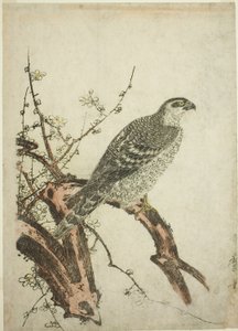 Hök på en plommongren av Kitagawa Utamaro