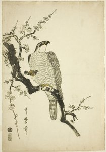 Hök på en plommongren av Kitagawa Utamaro