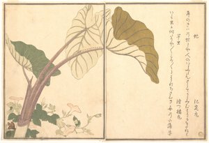 Hästbroms (abu); grön larv, imomushi, ur Bildbok över krypande varelser (Ehon mushi erami) av Kitagawa Utamaro