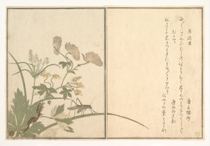 Vårtbitare (Umaoi-mushi); tusenfoting (Mukade), ur Bilderbok om krypande varelser (Ehon mushi erami) av Kitagawa Utamaro
