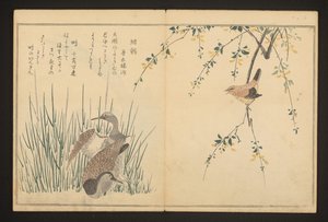 Gräsand och kungsfiskare av Kitagawa Utamaro