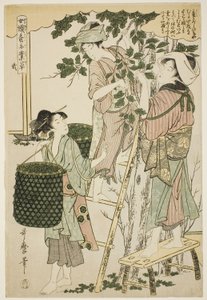 Nr 2 (ni), från serien "Women Engaged in the Sericulture Industry (Joshoku kaiko tewaza-gusa)" av Kitagawa Utamaro