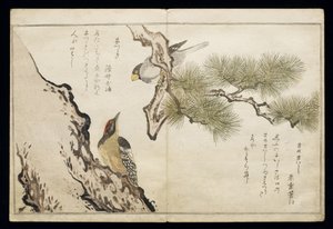 P.332-1946 Vol.1 f.3 Hawfinch and a Woodpecker, från albumet "Birds compared in Humorous Songs", 1791 (färgsnitt) av Kitagawa Utamaro