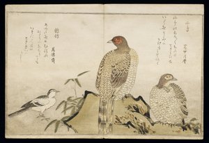 P.332-1946 Vol.2 f.3 Two Copper Pheasants and a Wagtail, från ett album 