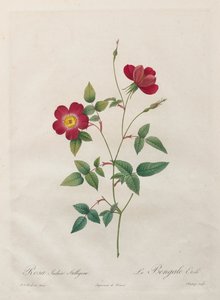 Rosa Indica Stelligera av Kitagawa Utamaro