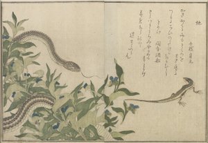 Snake and Lizard, 1788 (träblock i färg) av Kitagawa Utamaro