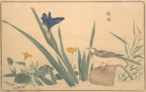 Den svarta vipstjärten, 1789. av Kitao Masayoshi