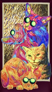 Häftiga kattglasögon