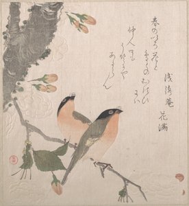 Domherrar och körsbärsblommor av Kubo Shunman