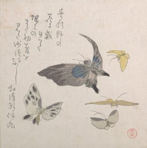 Fjärilar, 1800-talet. av Kubo Shunman