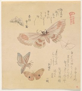 Fjärilar och malar, från serien A Flock of Butterflies (Gunch? Gafu) av Kubo Shunman