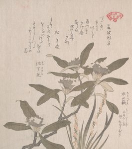 Daphne Odora och Mojisuri-so, 1800-talet. av Kubo Shunman