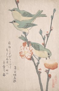 Japanska vita ögon på en gren av persikoträd,..., ca. 1805-10.