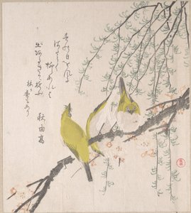 Japanska glasögonfåglar med plommonträd och pil, ur surimonoalbumet Vårregn (Harusame surimono-jō, vol. 3) av Kubo Shunman