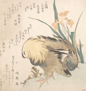Par mandarinänder och irisblommor, sent 1700-tidigt 1800-tal. av Kubo Shunman