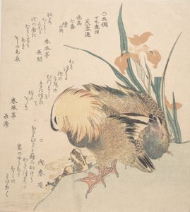 Par mandarinänder och irisblommor, sent 1700-tidigt 1800-tal. av Kubo Shunman