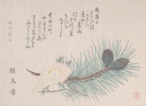 Tallar och körsbärsblommor, troligen 1814. av Kubo Shunman