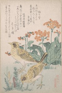 Sånglärkor och gullvivor, ur serien "En samling fåglar" (Tori awase), ur surimonoalbumet Vårregn (Harusame surimono-jō, vol. 3) av Kubo Shunman