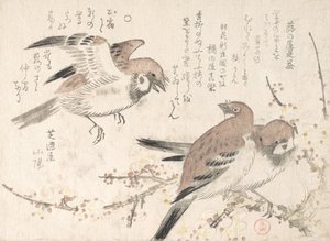 Sparvar och plommonblommor, 1800-talet. av Kubo Shunman