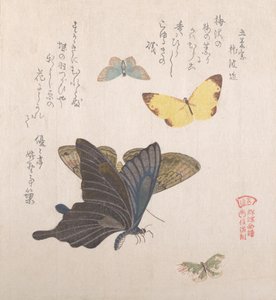 Olika malar och fjärilar, 1800-talet. av Kubo Shunman