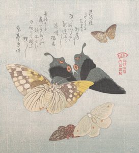 Olika malar och fjärilar, 1800-talet. av Kubo Shunman