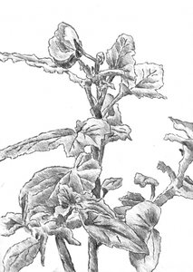  av Kulik