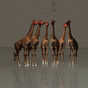Giraffer i harmoni av Kurt Heppke