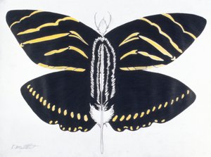 Feathered Butterfly, 2004 (färgpenna på papper)