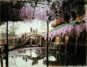 Wisteria i Kameido, Tokyo (handfärgat albumintryck på kort) av Kusakabe (attr. to) Kimbei
