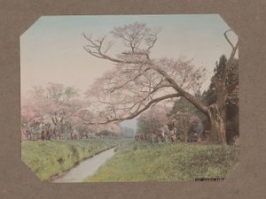 Människor och körsbärsblommor på båda sidor om en bäck i Koganei, Tokyo, Japan av Kusakabe Kimbei