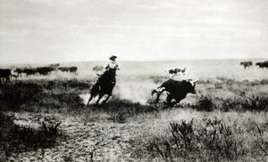 Cowboy på hästryggen som lassooar en kalv (svartvitt foto)