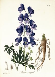 Aconitum Napellus från 