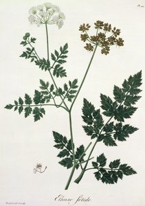 Aethusa Cynapium från 