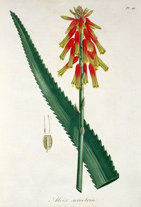 Aloe från 