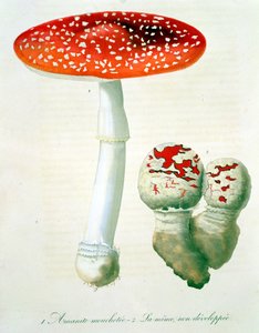 Amanita Muscaria från "Phytographie Medicale" av Joseph Roques (1772-1850), publicerad 1821.