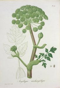 Angelica Archangelica från 