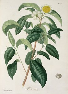 Camellia Thea från 
