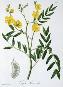 Cassia från 