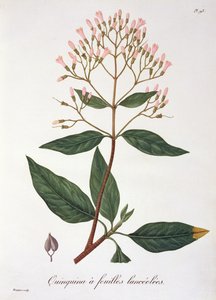 Cinchona från 