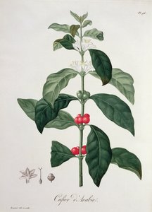Coffea Arabica från 