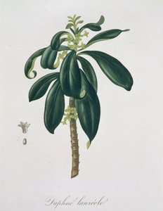 Daphne Laureda från 