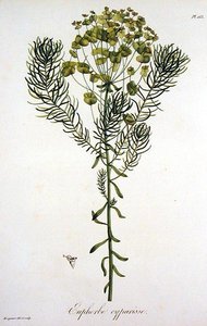 Euphorbia Cyparissias från 