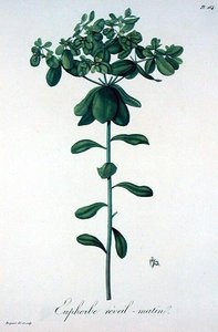 Euphorbia Helioscopia från "Phytographie Medicale" av Joseph Roques (1772-1850), publicerad 1821 (gravyr).