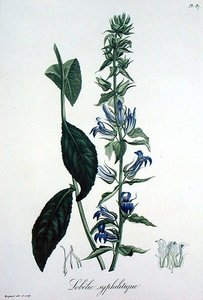 Lobelia Siphilitica från 