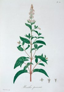 Mentha Piperita Pepparmynta, 1821 av LFJ Hoquart