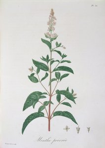 Mentha Piperita från 